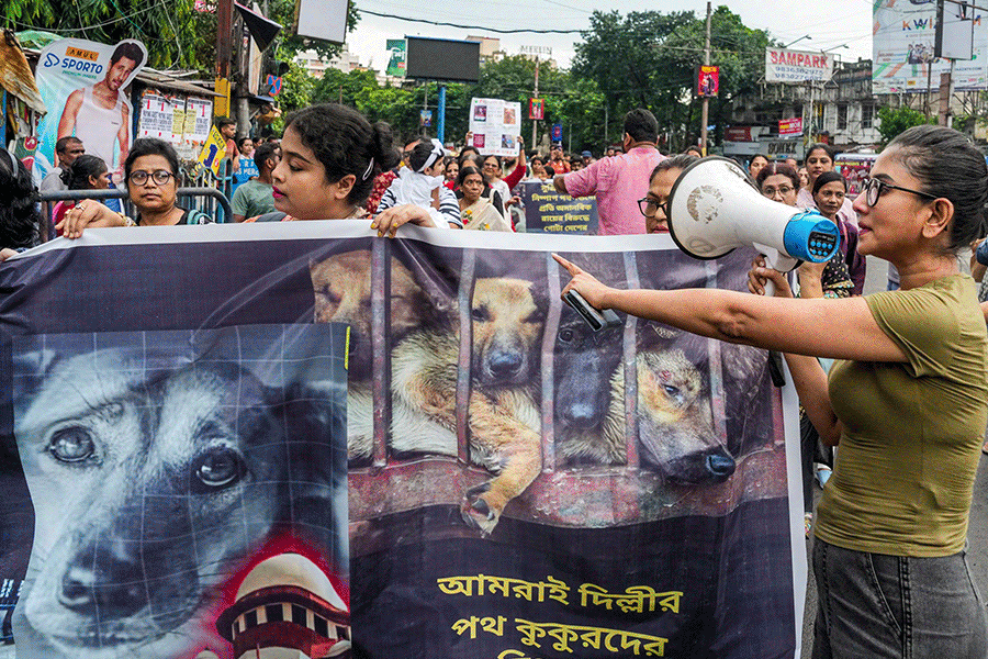‘ওরাও সমাজের অংশ’, পথকুকুর নিয়ে ‘সুপ্রিম’ নির্দেশের বিরোধিতায় কলকাতায় মিছিল