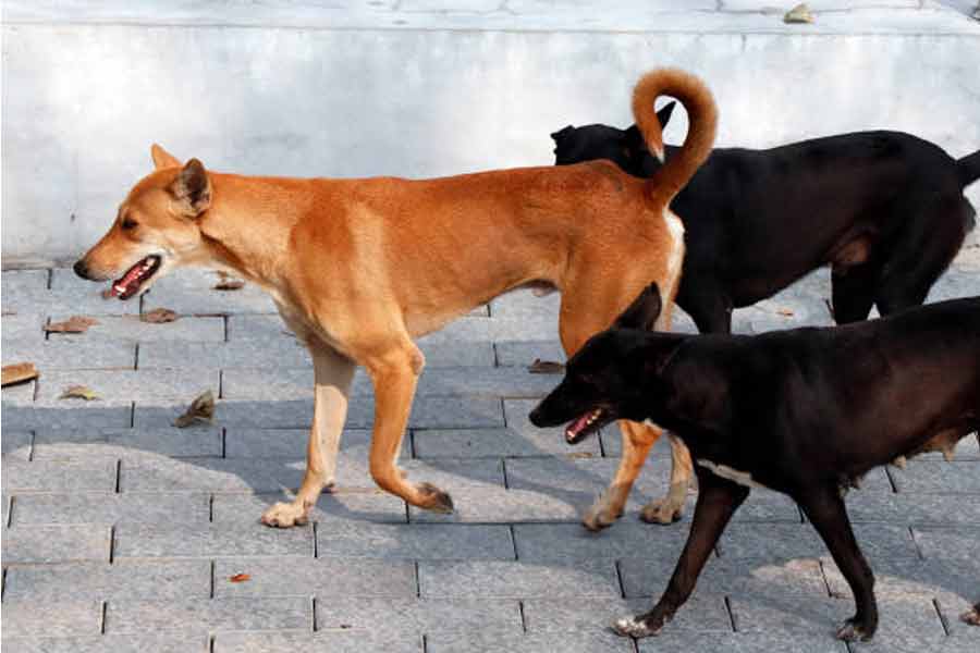 ওরা সারমেয় ভালোবাসে… কুকুরের সংখ্যা সর্বাধিক আমেরিকায়, তালিকায় ভারত কত নম্বরে?