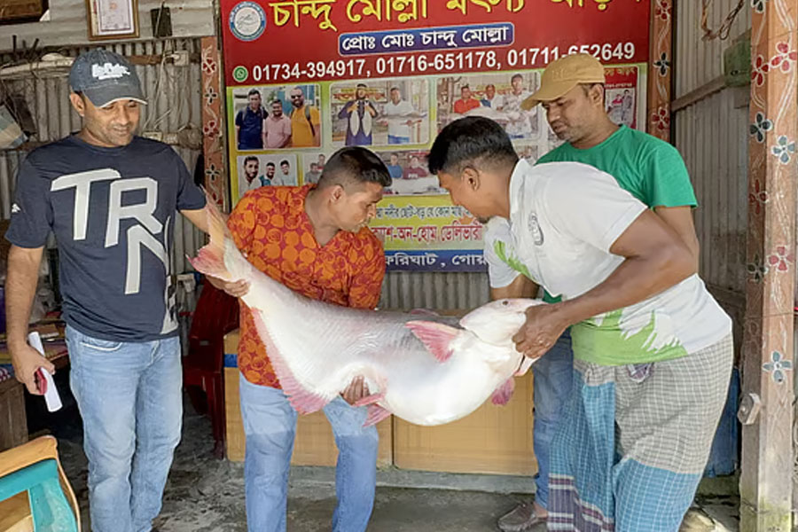 পদ্মা থেকে জাল তুলতেই মিলল ২৬ কেজির পাঙাশ! বিকোল কততে?