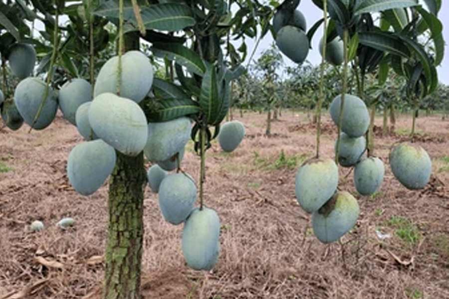 মরশুম শেষে এখন একাই ‘রাজা’, ‘আশিনা’ আমের স্বাদে মুগ্ধ মালদহ