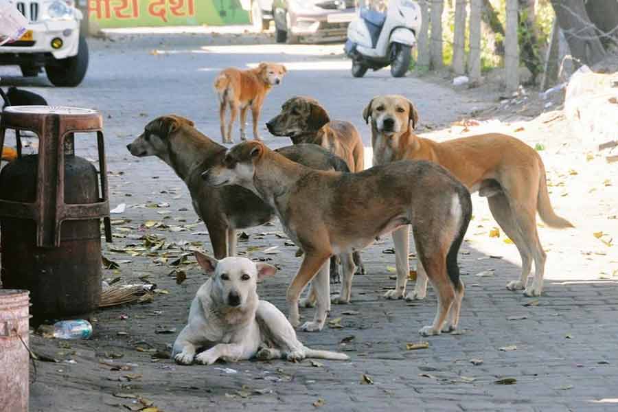বেপরোয়া গাড়ির ধাক্কায় মৃত্যু, কুকুর ‘খুনে’র মামলা দায়ের পথচারীর, তদন্তে পুলিশ