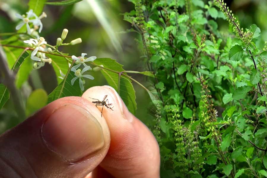 বাড়িতে মশার উপদ্রব? কীটনাশক নয়, এই ৬টি গাছ রাখলে দূর হবে মশা-মাছি