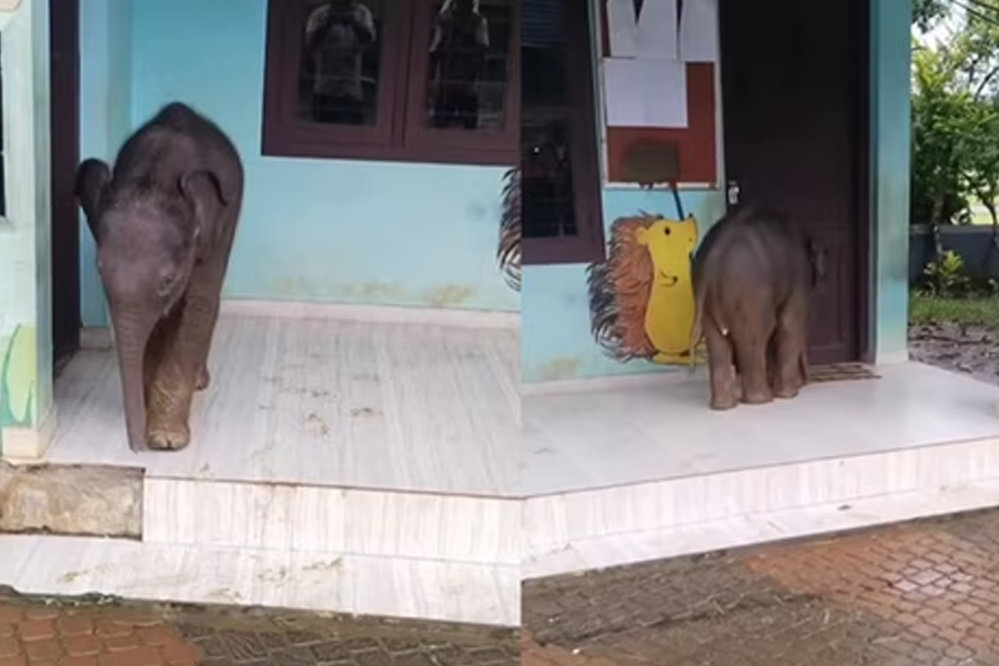 স্কুলের বারান্দায় দুলকি চালে ঘুরছে হস্তিশাবক, ‘ভর্তি হবে?’ মিষ্টি ভিডিও দেখে প্রশ্ন নেটপাড়ার