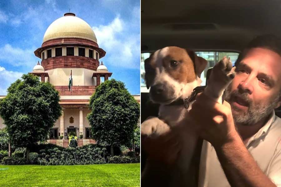 ‘অবলা প্রাণীদের সমস্যা বলে দাগিয়ে দেওয়া যায় না’, দিল্লির পথকুকুরদের নিয়ে ‘সুপ্রিম’ নির্দেশে ক্ষুব্ধ রাহুল