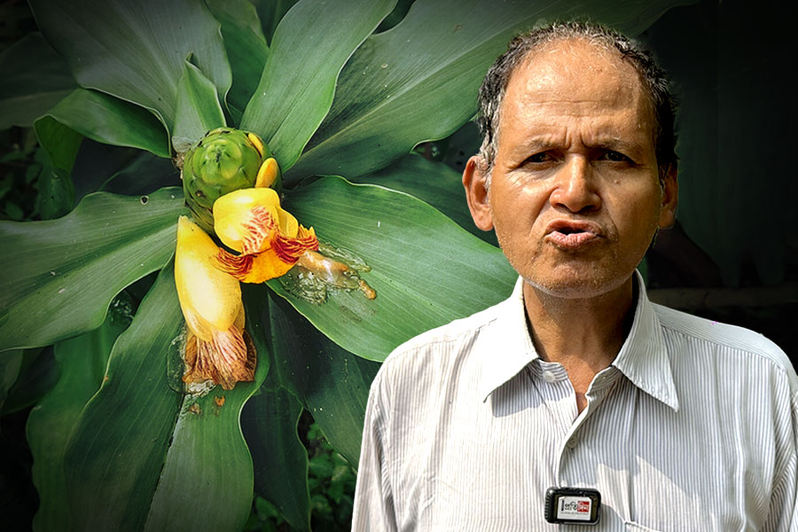 গাছগাছড়াতেই সারতে পারে কিডনির অসুখ, নিয়ন্ত্রণে থাকবে সুগার লেভেলও?