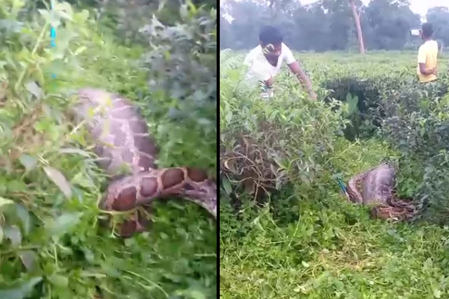 আস্ত ছাগল গিলে নড়ার ক্ষমতাও নেই ১৪ ফুটের অজগরের! পাঁজাকোলা করে খাঁচায় ভরল বনকর্মীরা