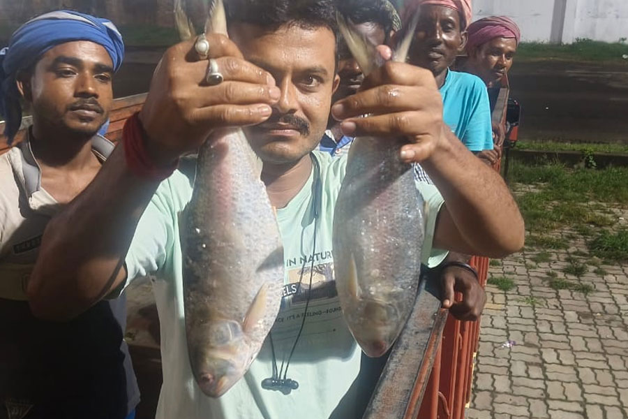 বনগাঁ সীমান্ত পেরিয়ে ভারতে ঢুকল পদ্মার ইলিশ, পুজোর মরশুমে কি মিলবে?