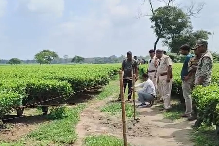 চোপড়ায় চা বাগানে মিলল মহিলার হাত-পা বাঁধা, গলায় ফাঁস লাগানো মৃতদেহ, ধর্ষণের পর খুন?