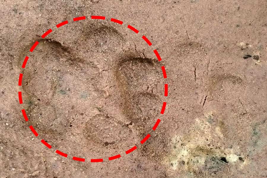 ২৪ ঘণ্টায় দ্বিতীয়বার লালগড়ের জঙ্গলে মিলল বাঘের ‘পায়ের ছাপ’! সত্যিই লুকিয়ে রয়্যাল বেঙ্গল?