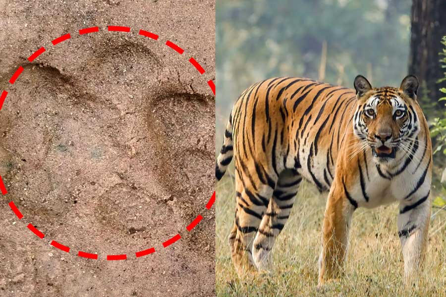 লালগড়ে ফের বাঘের আনাগোনা,পায়ের ছাপ ঘিরে আতঙ্ক! কোন পথে আগমন দক্ষিণরায়ের