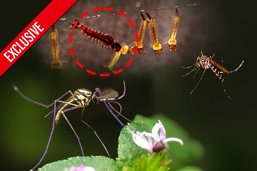 খতম ডেঙ্গু-ম্যালেরিয়া? রক্তচোষাকে খুন করবে মশা!  দেখলেই চমকে যাবেন…
