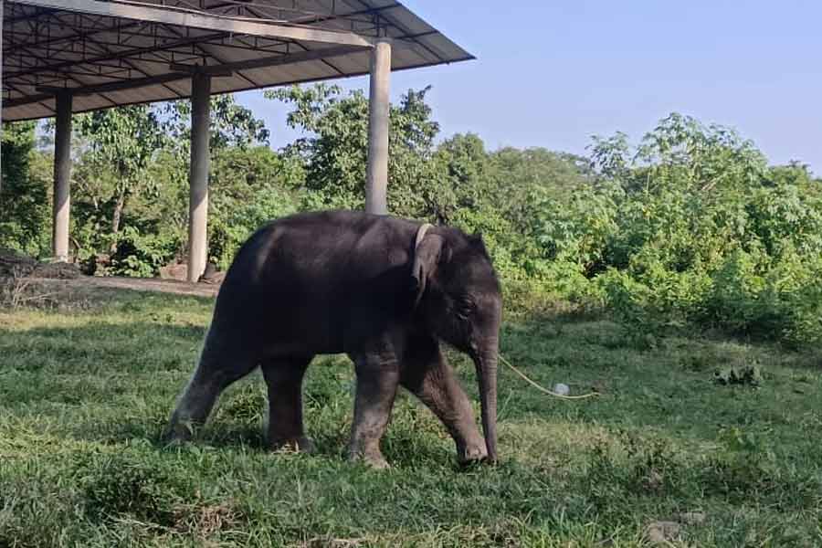 হাতি দেখতে গিয়ে বিপদ মালবাজারে! ছররা গুলিতে আহত অন্তত ৯