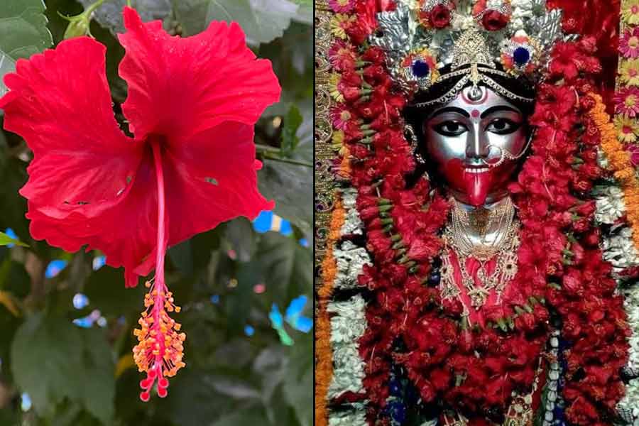 বৃষ্টি কাঁটা, কালীপুজোয় মায়ের পায়ের জবা মহার্ঘ ১০ গুণ