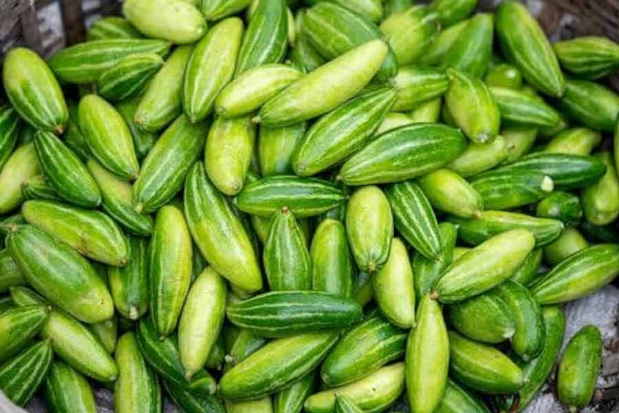 অতিরিক্ত কীটনাশকে পরাগ মিলনকারী কীটপতঙ্গের মৃত্যু, পটল চাষে ক্ষতির আশঙ্কা