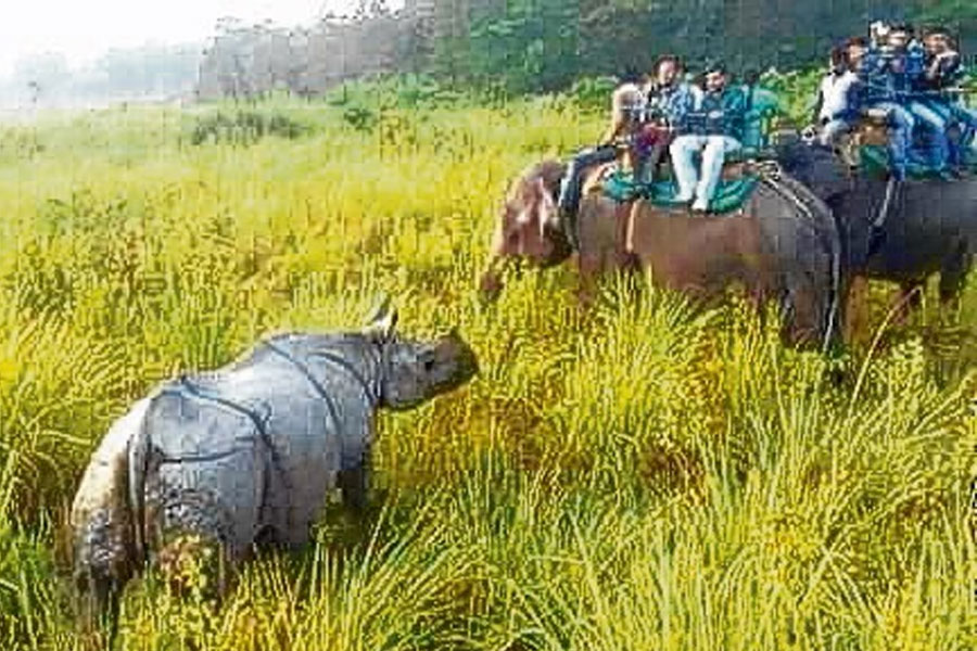 বিপর্যয়ের পর খুলে গেল জলদাপাড়া জাতীয় উদ্যানের হলং রুট, শুরু জিপসি সাফারিও