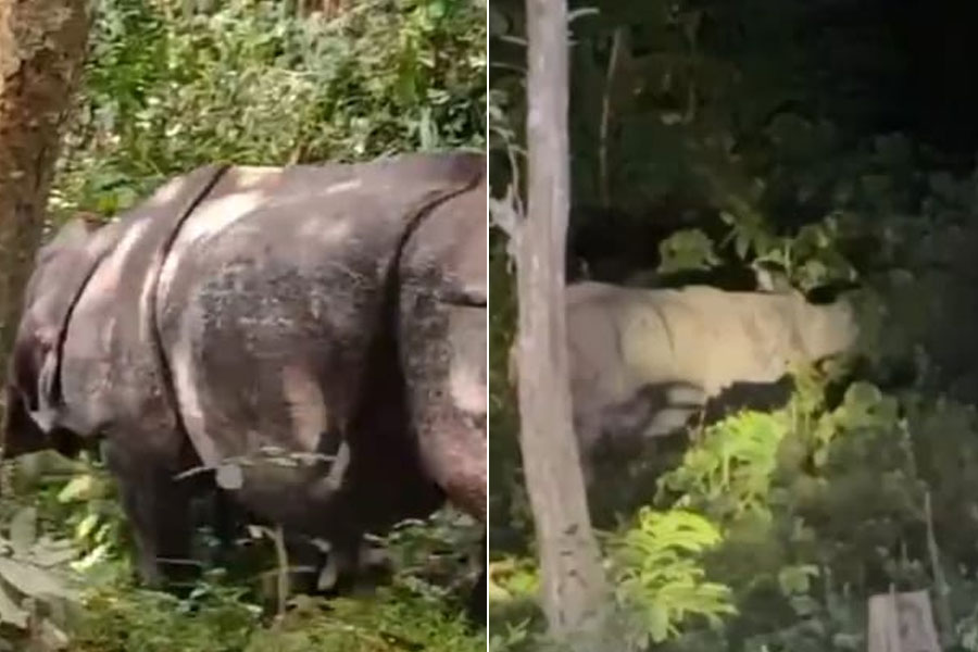 সফল ‘অপারেশন রাইনো’! ১৩ দিনের প্রচেষ্টায় জলদাপাড়ার জঙ্গলে ফিরল ১০টি গণ্ডার