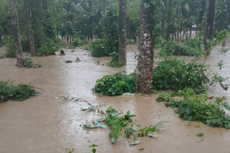 নদীতে ভাসছে উপড়ে যাওয়া গাছ, জলবন্দি হাতির পাল, উদ্বেগ বাড়ছে উত্তরের অভয়ারণ্যে
