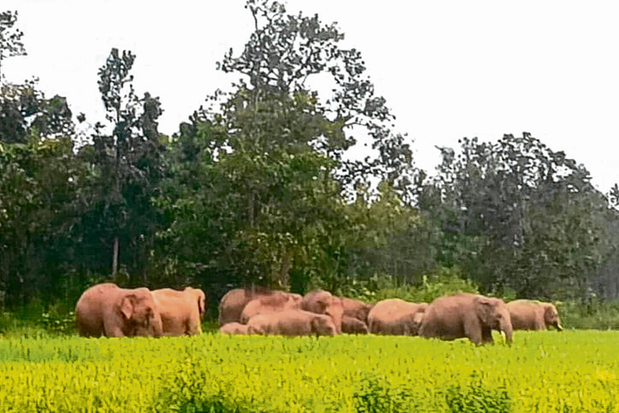 দলমার দাঁতালদের হানা বাঁকুড়ায়, হাতির পাল তাড়াতে ঘাম ছুটছে বনকর্মীদের