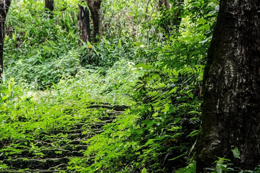 জলবায়ু পরিবর্তন বিরোধী লড়াইয়ে সাফল্য! বনভূমি সংরক্ষণে বিশ্বে নবম স্থানে ভারত