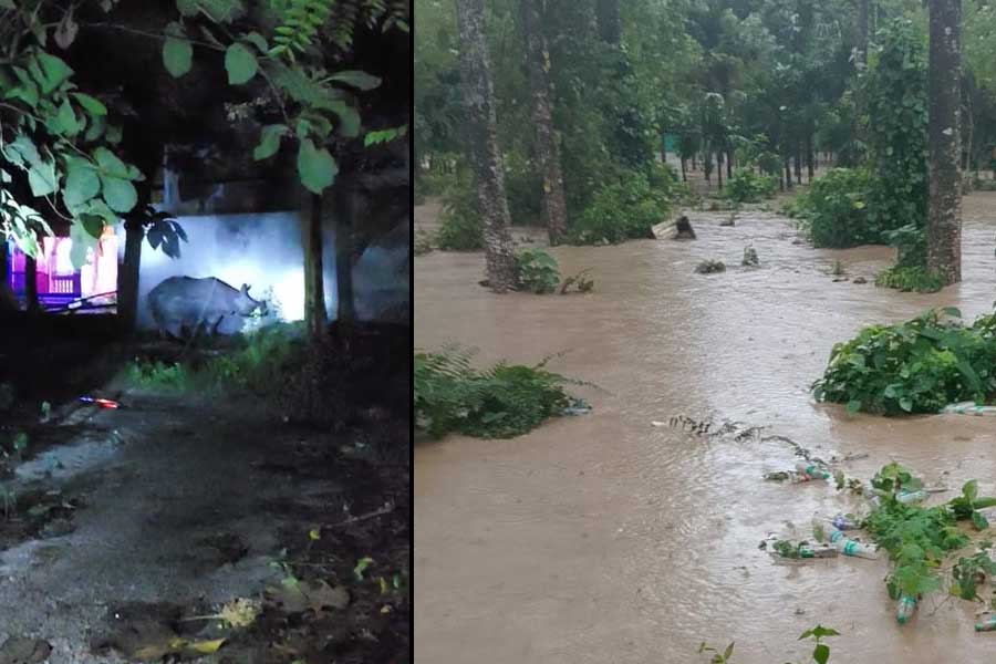 প্রাণ বাঁচাতে লোকালয়ে গন্ডার! অনির্দিষ্টকালের জন্য বন্ধ জলদাপাড়া জাতীয় উদ্যান