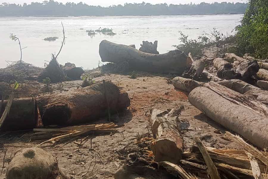 দুর্যোগে লক্ষ্মীলাভ! বন্যায় ভেসে আসা গাছের গুঁড়ি তুলে রাতারাতি লাখপতি