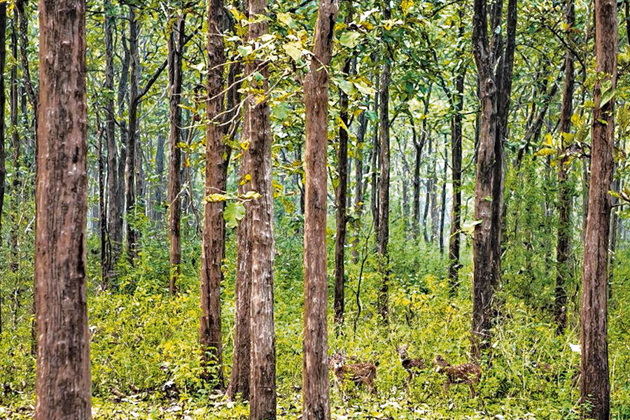 কলকাতার সবুজায়নে গাছ প্রতিস্থাপনে জোর, বনমহোৎসব থেকে ভাবনা বনদপ্তরের