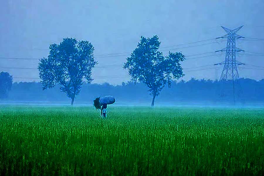শীতের কামব্যাক, কমল কলকাতার তাপমাত্রা, বঙ্গে কবে জাঁকিয়ে ঠান্ডা?