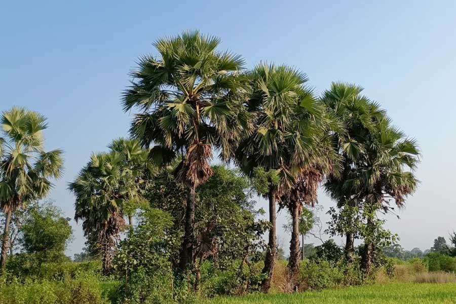 হারিয়ে যাওয়া তালগাছ ফিরিয়ে আনছে বনবিভাগ, বজ্রপাত ঠেকাতে ৭৫ হাজার গাছ রোপণ