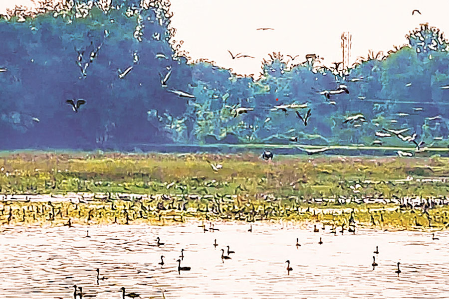 সুর বেঁধে দিল পরিযায়ী পাখিরা, শীত জাঁকিয়ে পড়ার আগেই মুখরিত জলপাইগুড়ি