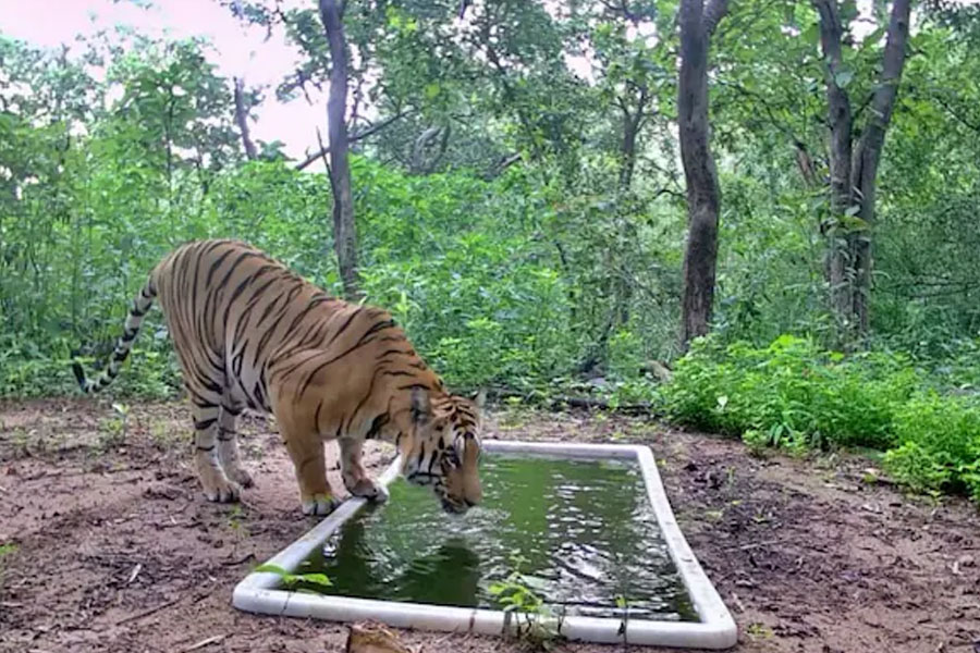 রাজকীয় প্রত্যাবর্তন, তিন দশক পর গুজরাটের অরণ্যে রয়্যাল বেঙ্গল, কোথা থেকে এল ‘দক্ষিণরায়’?