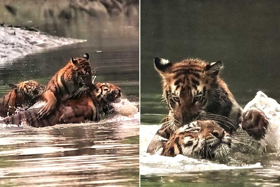 দুই শাবককে নিয়ে খোশমেজাজে বাঘিনী, সুন্দরবনে পর্যটকদের ক্যামেরায় বন্দি মন ভালো করা দৃশ্য