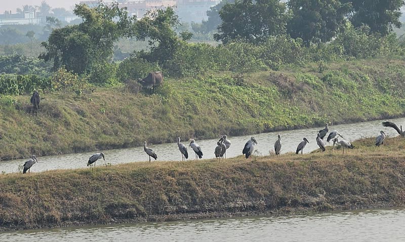 ‘পাখি সব করে রব’, দিঘা ভ্রমণে এবার দ্বিগুণ আনন্দ পরিযায়ী পাখি দর্শনে