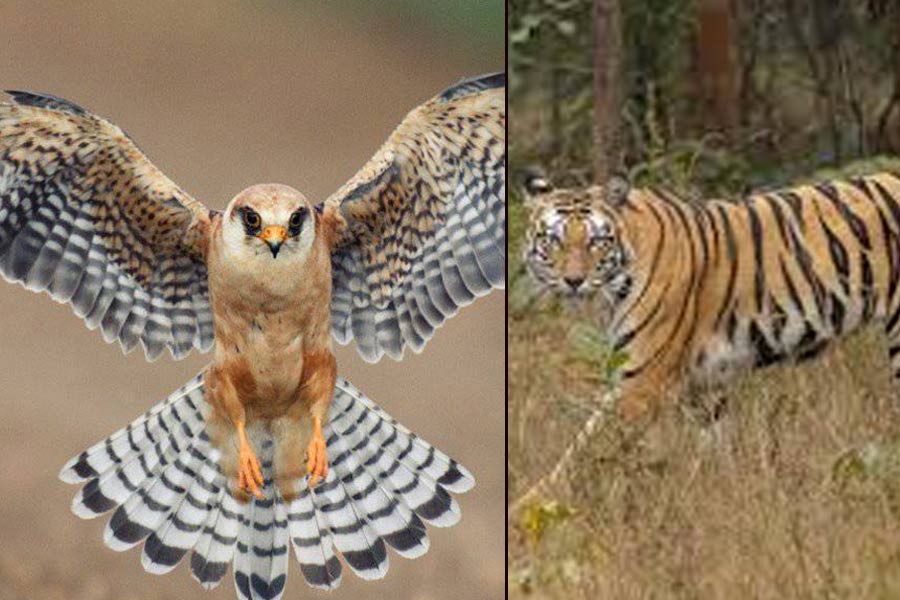 সুন্দরবনে রয়্যাল বেঙ্গলের খাবারে বাজপাখির থাবা! বাঘশুমারিতে সমস্যা