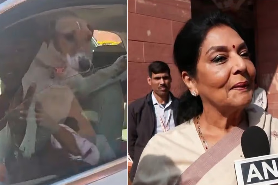 ‘যারা কামড়ায়, তারা ভিতরেই আছে’! সংসদে পোষ্যকে এনে বিতর্কে কংগ্রেস সাংসদ