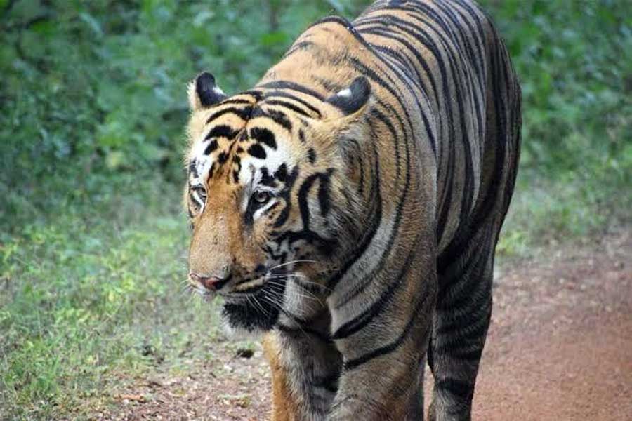 ‘অন্তঃসত্ত্বা’ জিনাতের তথ্য লুকোচ্ছে ওড়িশা? বাঘিনীর খবর জানতে উৎসাহী বাংলা